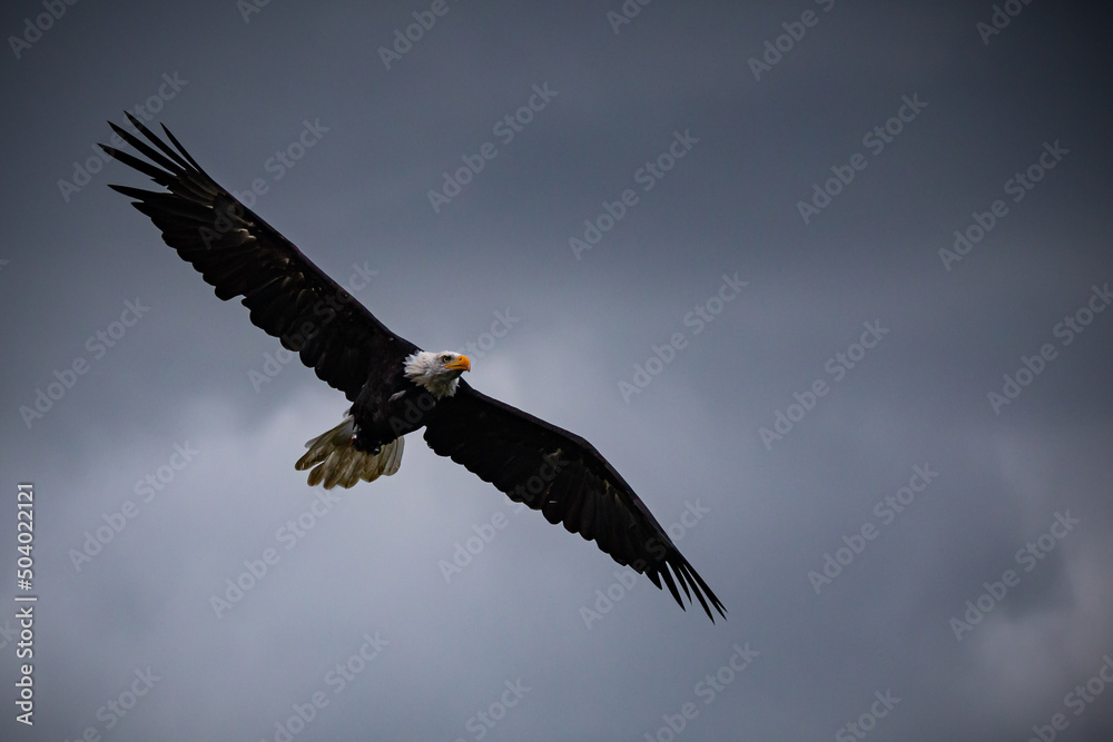 bald eagle in flight bald eagle in flight