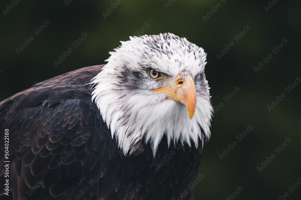 Obraz premium american bald eagle