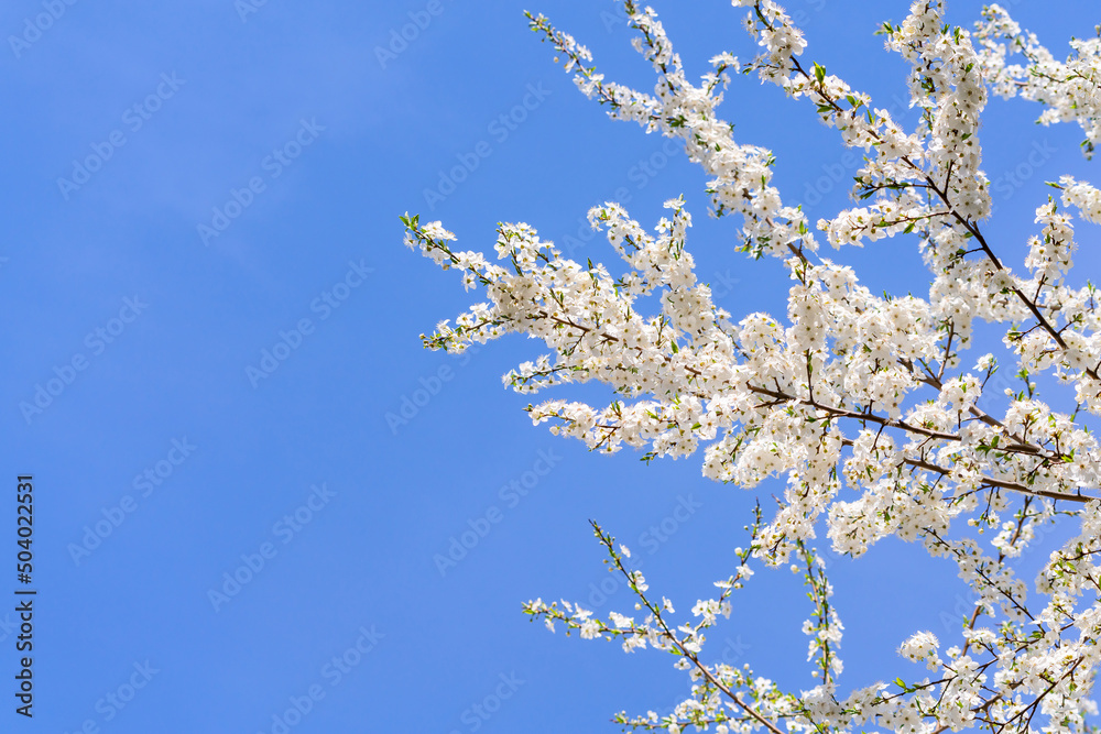 Spring cherry blossoms in natural conditions. Natural floral white background.