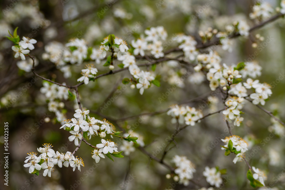 Spring cherry blossoms in natural conditions. Natural floral white background. Spring cherry blossoms in natural conditions. Natural floral white background.