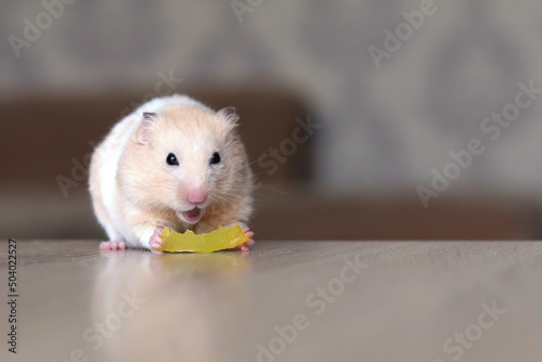 Funny fluffy hamster eats papaya on a wooden surface, pet