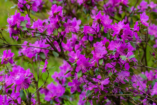 Spring flowering wild rosemary in natural conditions. Natural floral purple background.