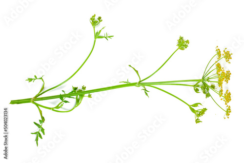 Yellow flowers of parsnip (Pastinaca sativa) isolated on a white background. photo