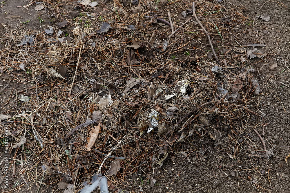 A bunch of dry spruce and pine needles in the garden in the spring. A bunch of dry spruce and pine needles in the garden in the spring.