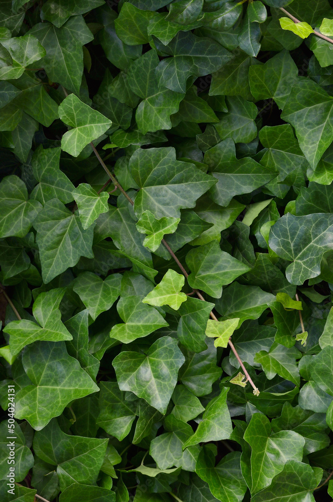 Hedera helix L. var. baltica leaf, climbing common Baltic ivy texture flat lay background pattern, large detailed vertical macro closeup, fresh new young evergreen creeper leaves, green wintergreen Hedera helix L. var. baltica leaf, climbing common Baltic ivy texture flat lay background pattern, large detailed vertical macro closeup, fresh new young evergreen creeper leaves, green wintergreen