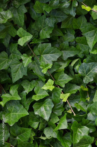 Hedera helix L. var. baltica leaf, climbing common Baltic ivy texture flat lay background pattern, large detailed vertical macro closeup, fresh new young evergreen creeper leaves, green wintergreen