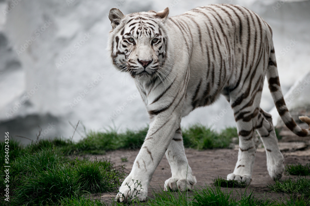 Obraz premium Bengal Tiger at the zoo walking. White Tiger at Safari Park.