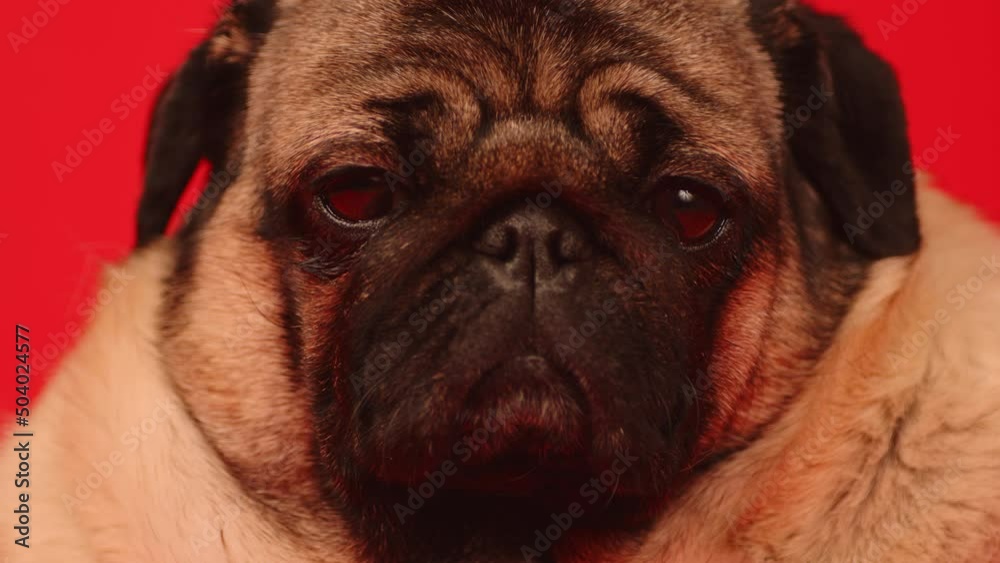 Cute pug dog on red background. Adorable domestic pug dog sitting on yellow background in studio and looking at camera Cute pug dog on red background. Adorable domestic pug dog sitting on yellow background in studio and looking at camera