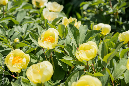 Peony 'Qiao Ling' with white flower and yellow petals, japanese style.Yellow peony flowers blooming in the flowerbed