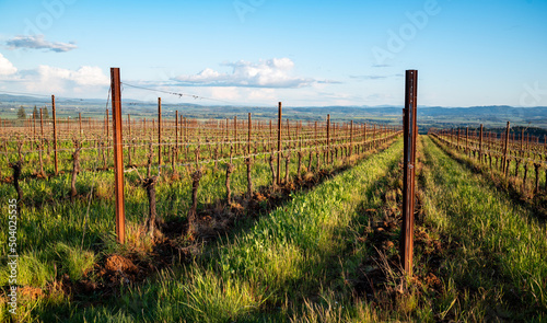 Green grass is lush between rows of grapevines in spring in an Oregon vineyard, tiny leaves sprouting on each pruned vine on a wire trellis. 