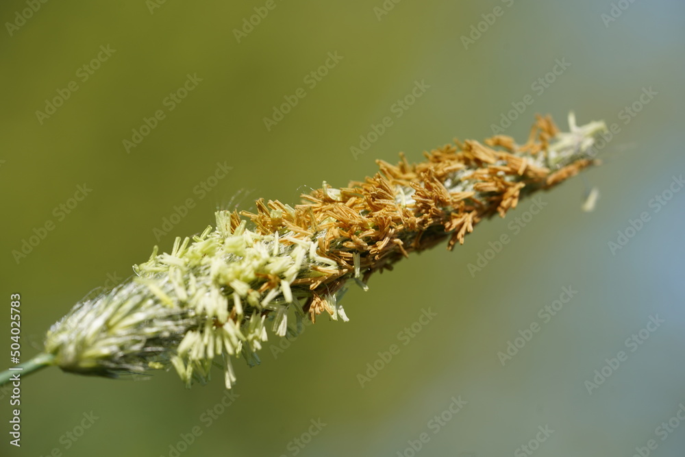 Fototapeta premium Grass flowers with pollen closeup. Pollen that cause allergic reactions and hay fever for many people. Garbsen, Lower Saxony, Germany in the month of May.