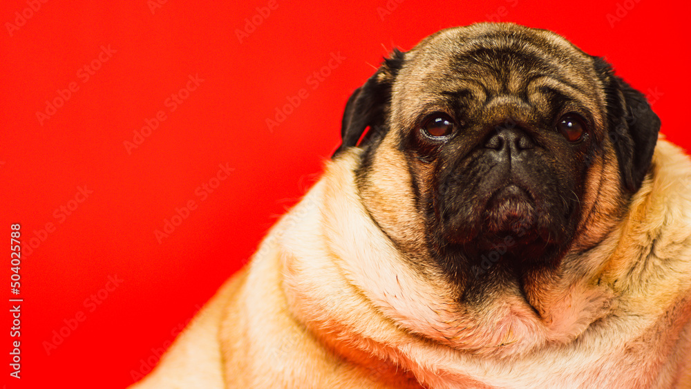 Cute pug dog on red background. Adorable domestic pug dog sitting on yellow background in studio and looking at camera