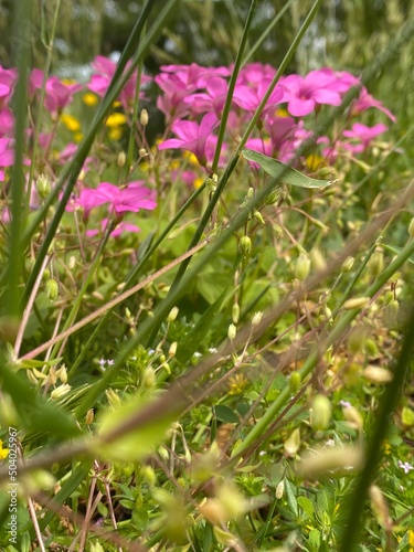 flowers in the grass