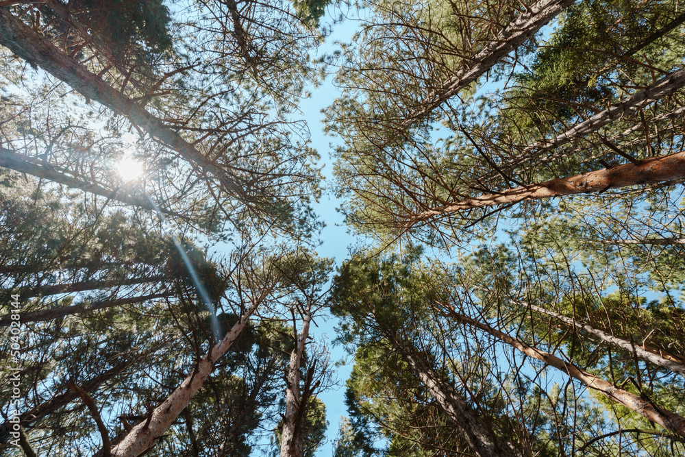 Fototapeta premium View from the bottom up on to sequoia trees branches.