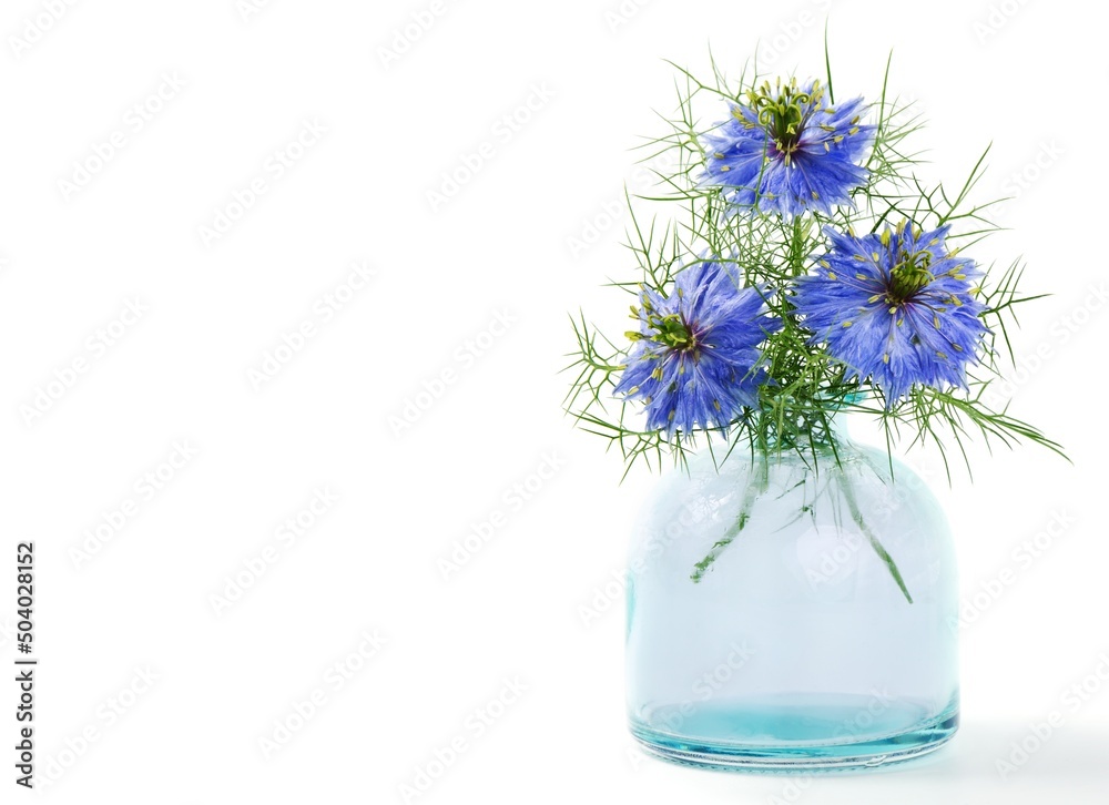 Obraz premium Nigella sativa or black cumin flower in a vase