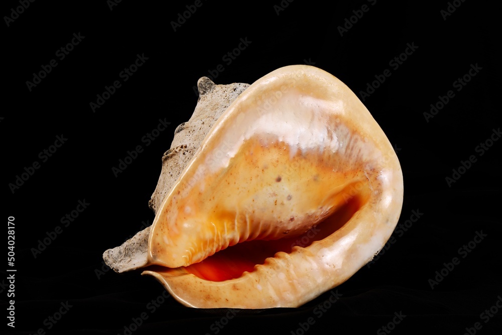 Big seashell on a black background, close up. Big seashell on a black background, close up.