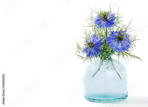 Nigella sativa or black cumin flower in a vase
