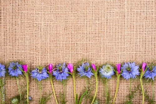 Frame from little blue cumin flowers on a fabric background