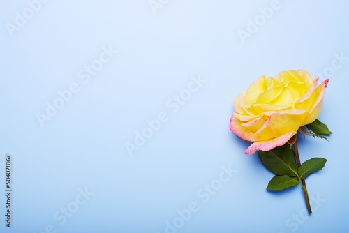 Beautiful yellow rose on a blue background