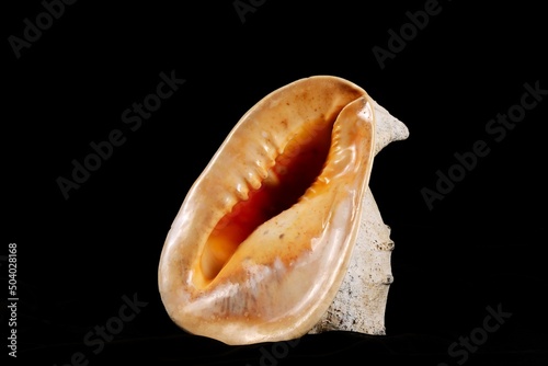 Big seashell on a black background, close up.