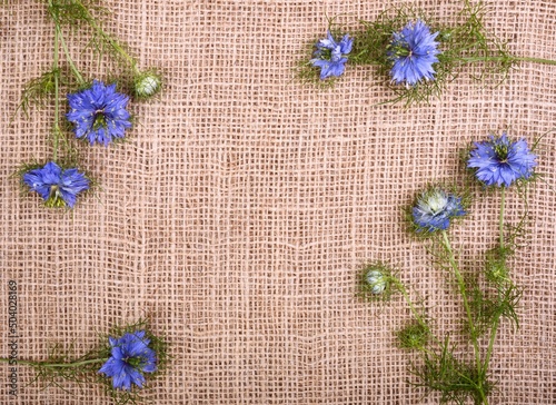 Frame from little blue cumin flowers on a fabric background