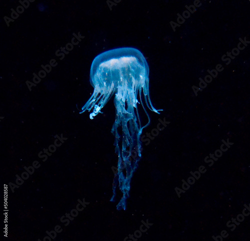 A Small blue glowing Cnidarian Jellyfish in Motion in deep water with a black background and some white flakes in surrounding water. In the Background  a smaller jellyfish in motion.