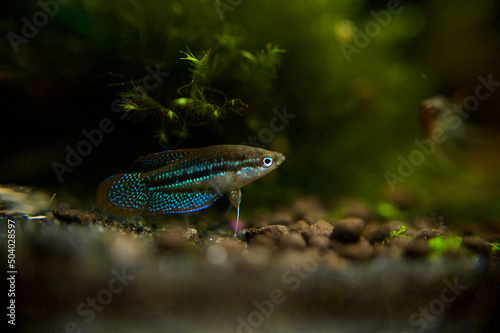 Close Up of an Iridescent Scaled Sparkling Gourami, Croaking, Pygmy microfish, labyrinth fish, Trichopsis Pumila, emerging from a cave in a Blackwater Aquascape with Phoenix Moss Fissidens Fontanus photo