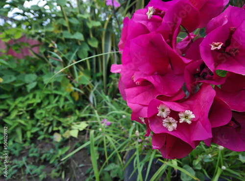 Wallpaper Mural Purple or hot pink bougainvillea Torontodigital.ca