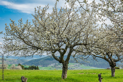 old, white blooming cherry tree against a mountainous, rural background