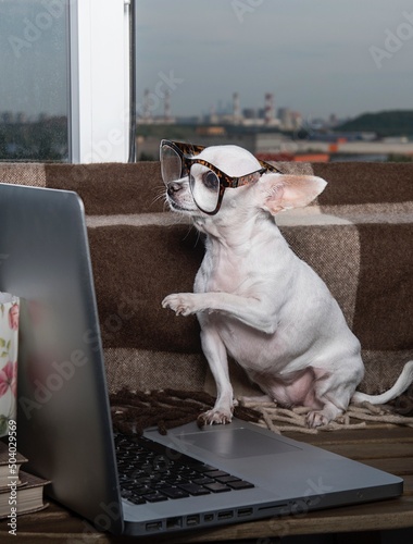 A small funny purebred puppy of white chihuahua dog wears in modern office eyeglasses sits looking to the laptop near the window at the school office posing at the studio.