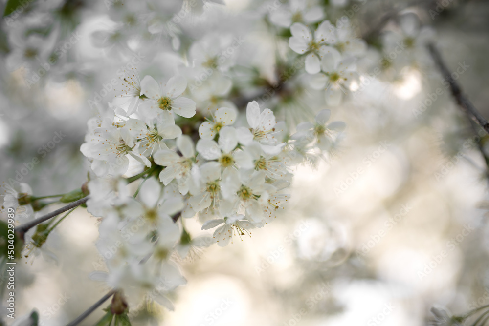 Obraz premium flowers on cherry tree