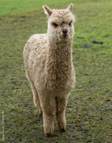 light brown alpaca with grass