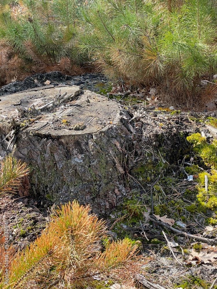 moss on a stump moss on a stump
