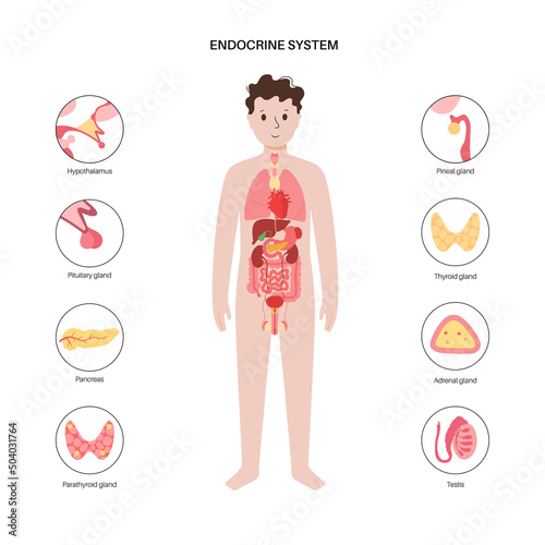 Human endocrine system
