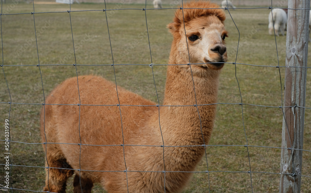 Obraz premium Closeup of an alpaca on a farm on a clear sunny day