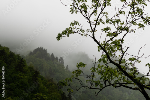 trees and mountains in the fog