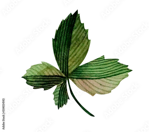 Green chestnut leaf. Leaf plant botanical garden floral foliage illustration