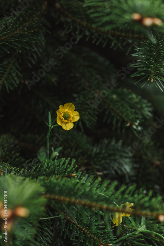 Flower in the tree