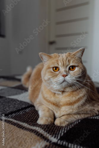 Cute cat playing at home on the bed