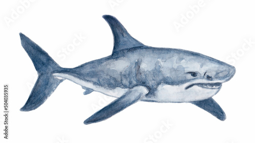 Watercolor illustration of great white shark.