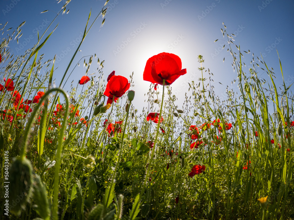 Fototapeta premium poppies in spring