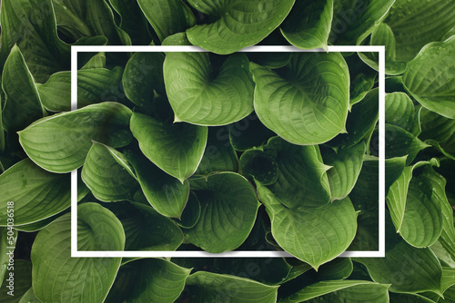 Creative nature background. Green leaves. Minimal layout. White paper frame copy space.