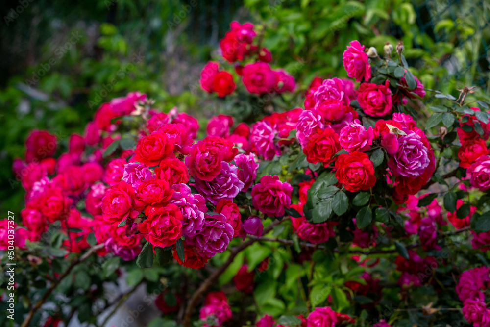 Group of roses with red leaves Group of roses with red leaves