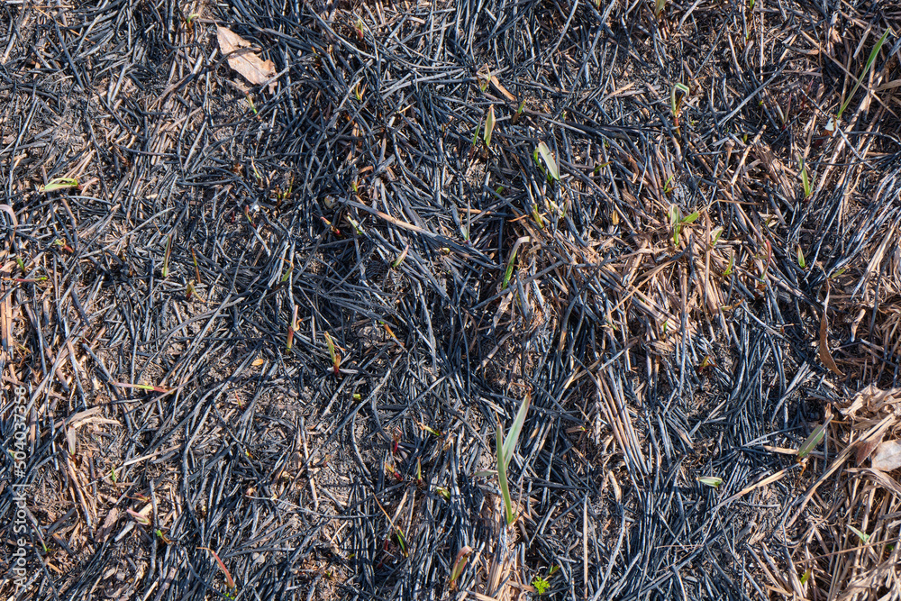 Burn grass, earth after a fire Burn grass, earth after a fire