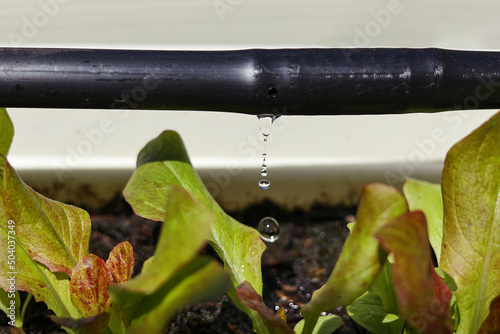 Drip Irrigation System Close Up.   Water saving drip irrigation system being used in an organic salad garden. photo