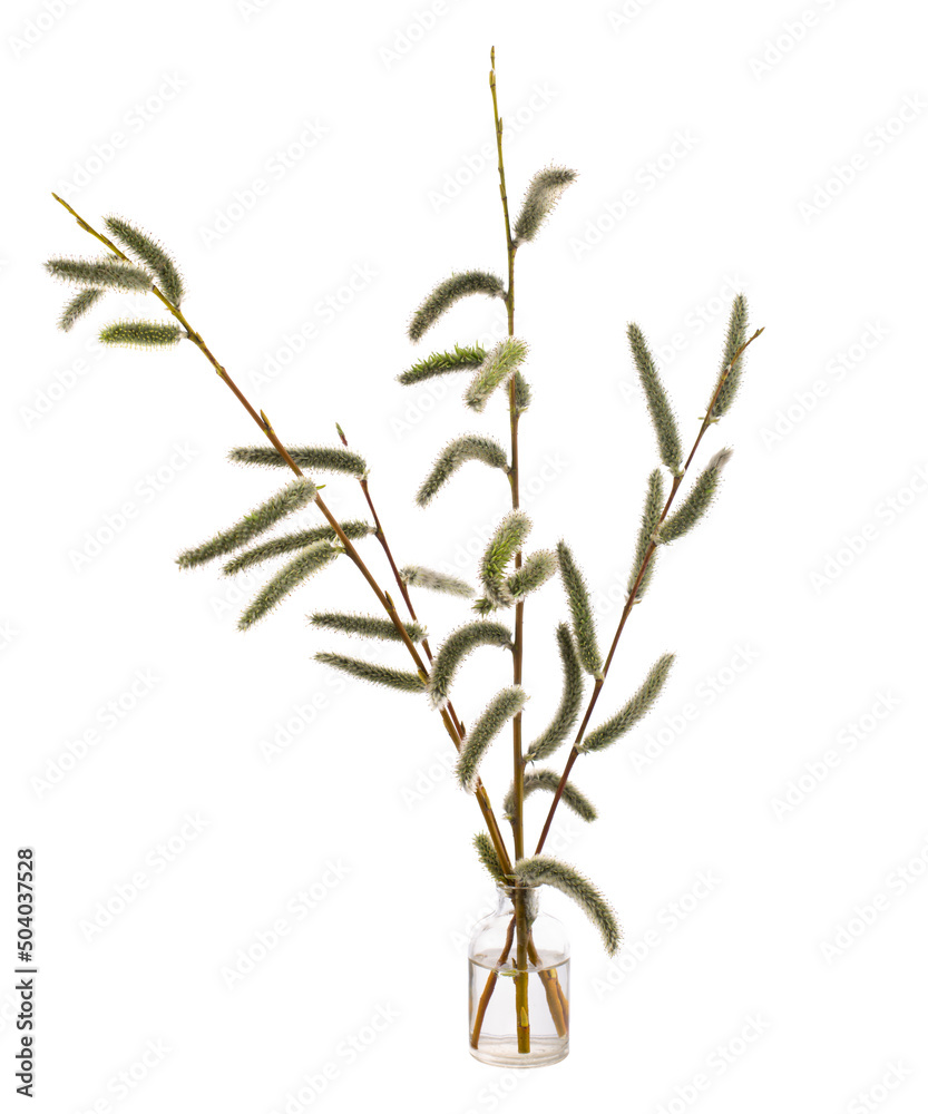 Naklejka premium Salix babylonica (weeping willow) in a glass vessel on a white background