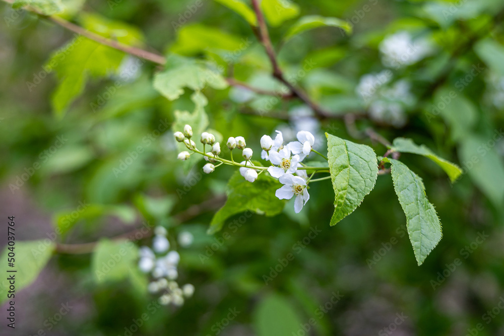 Bird cherry flowers close up on a background of green leaves Bird cherry flowers close up on a background of green leaves