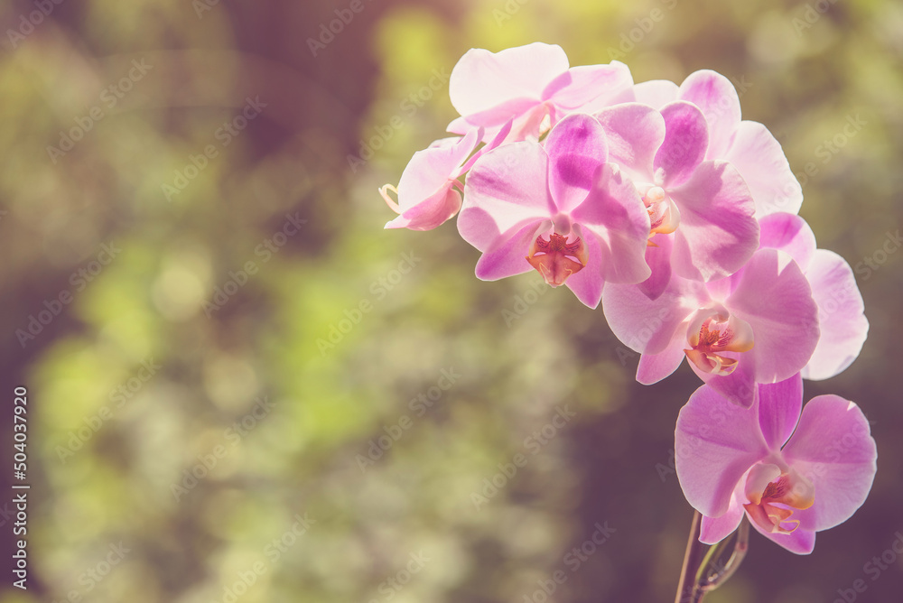 Purple Orchid branch on green natural background
Purple Orchid branch on green natural background