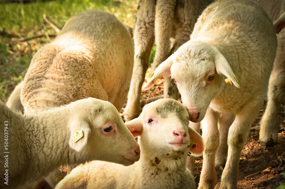 Obraz premium A group of young, white, cute and newborn lambs in a herd of sheep 