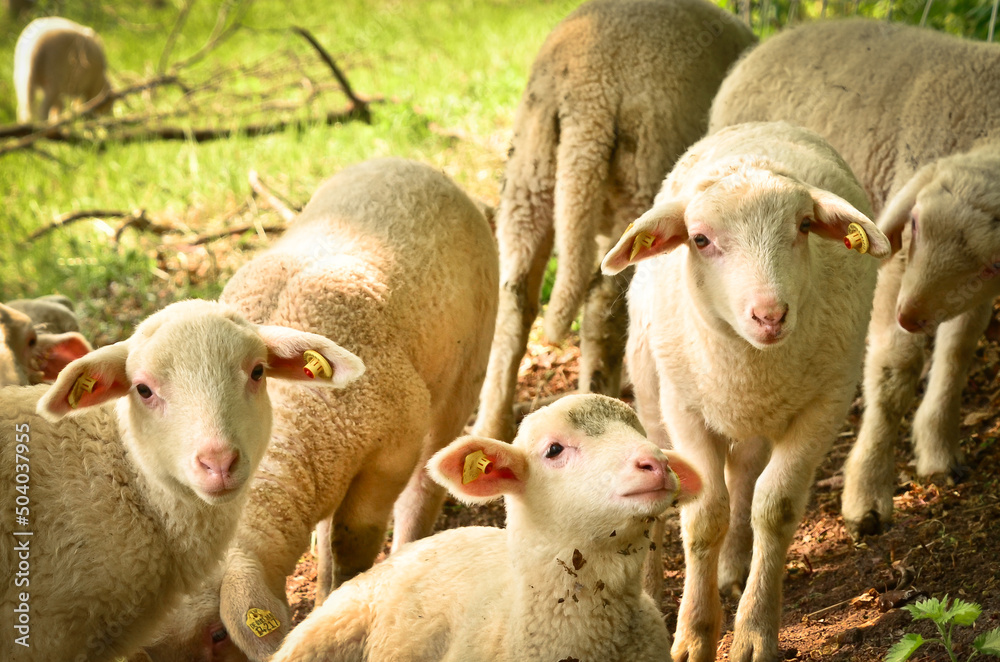 A group of young, white, cute and newborn lambs in a herd of sheep A group of young, white, cute and newborn lambs in a herd of sheep